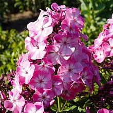 Флокс метельчатый 'Флейм Пинк Ай'