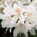 Рододендрон гибридный 'Плисен Вайт' (белый)
