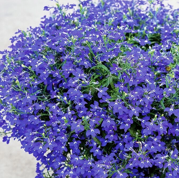 Лобелия эринус ампельная "Регатта Сапфир' ( темно-синяя)