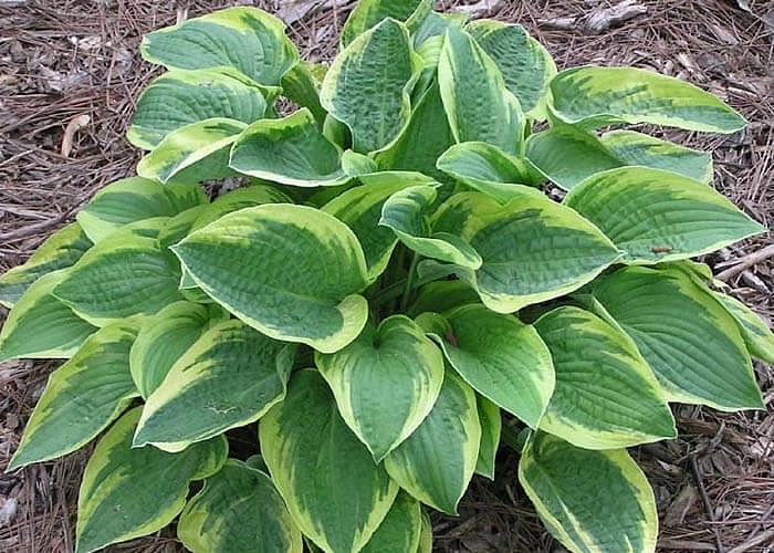 Хоста гибридная (вздутая, волнистая) 'Мама Мия'