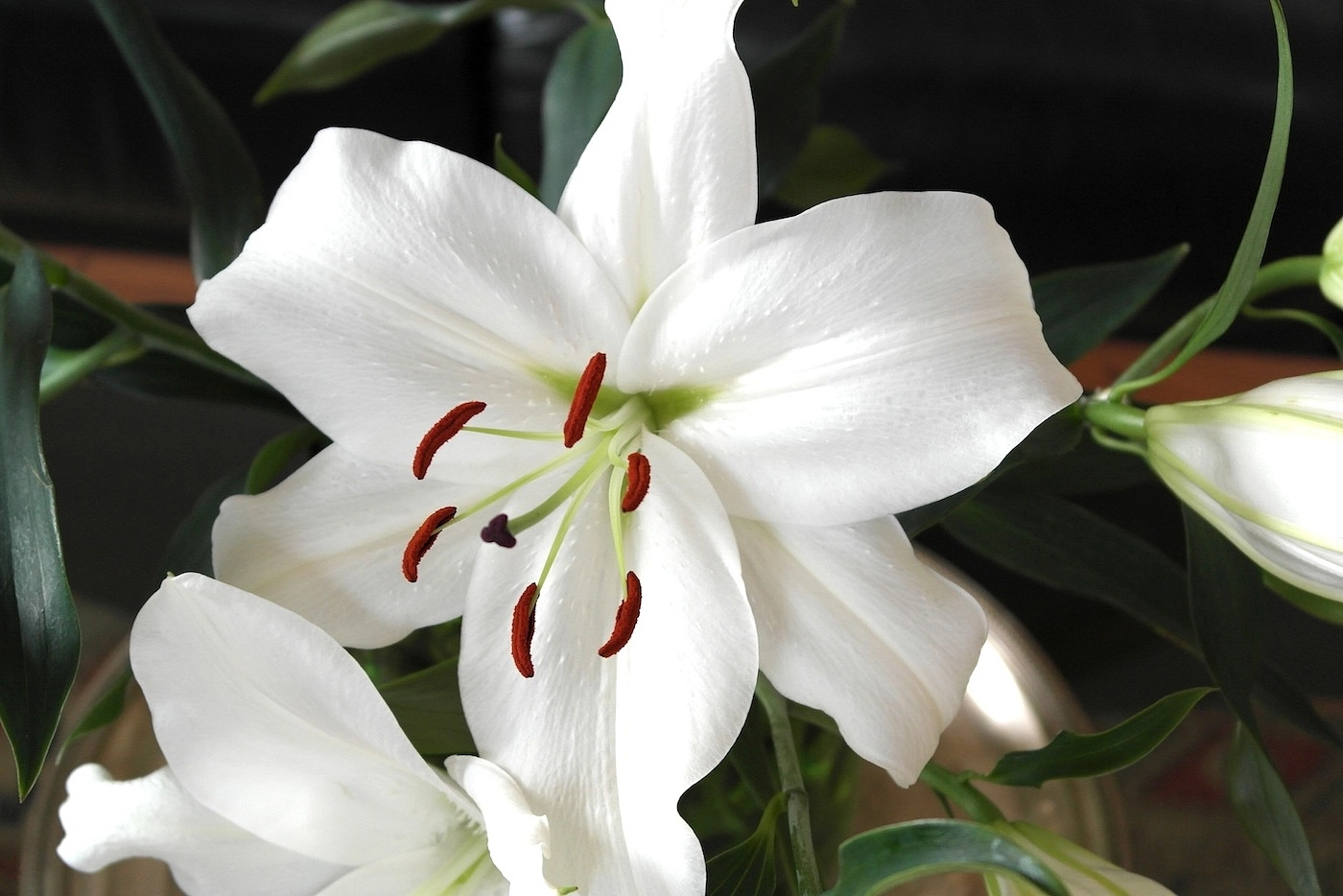 Лилия 'Каса Бланка' (белая)