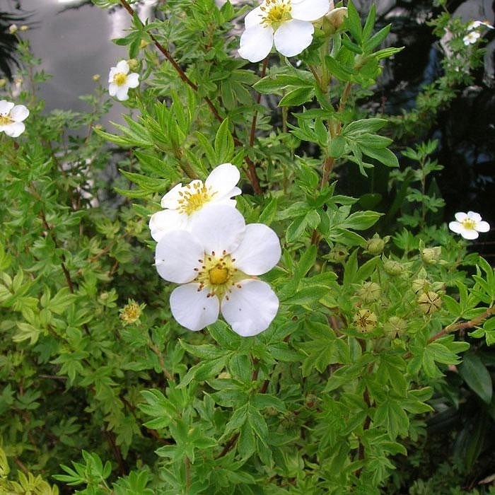 Лапчатка кустарниковая 'Абботсвуд'