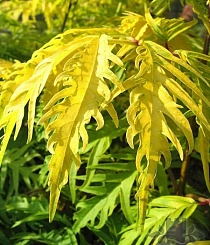 Бузина красная 'Сазерленд Голд'