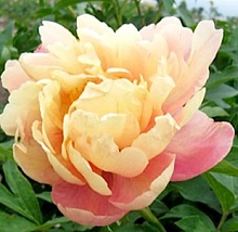 Пион молочноцветковый 'Клаудс оф Калор' (розово - желтый)