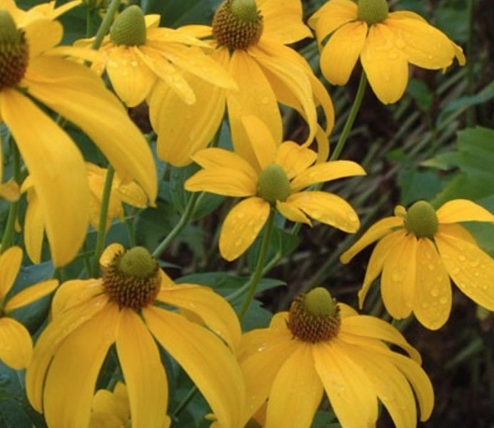 Рудбекия глянцевитая 'Хербстсонн'