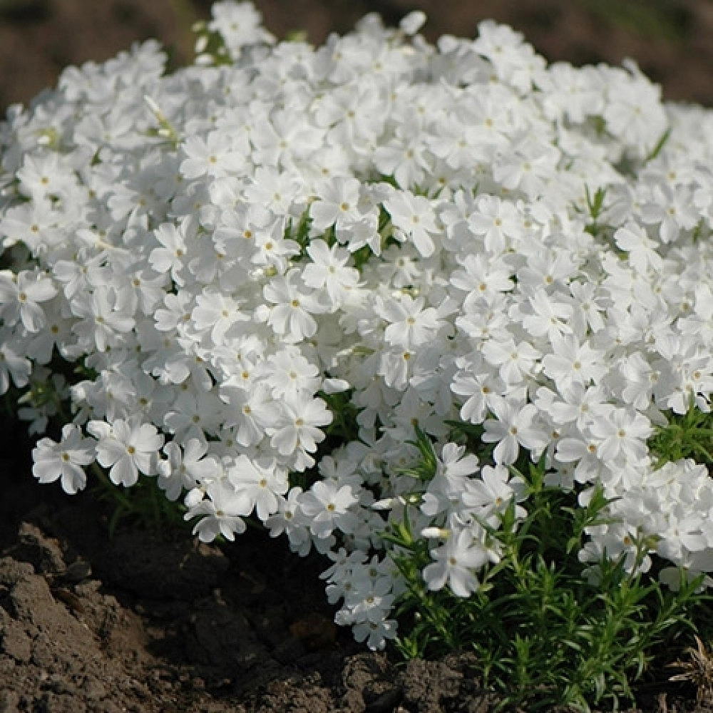 Флокс шиловидный 'Майшнее'