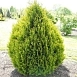 Туя складчатая 'Корник'