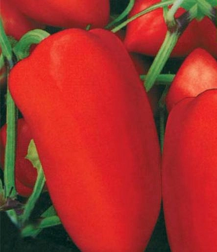 Перец 'Адлер'