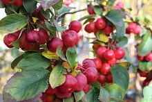 Яблоня декоративная 'Ред Сентинел'