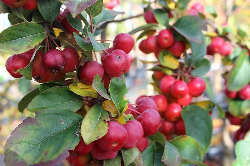 Яблоня декоративная 'Ред Сентинел'