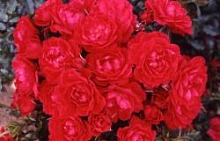 Роза 'Разбери Ройэль' (почвопокровная) (красная)