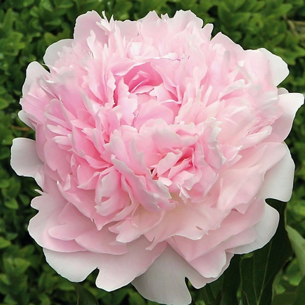 Пион молочноцветковый 'Алиса Хардинг' (розовый)