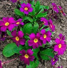 Примула Юлии 'Ванда'