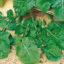 Рукола 'Рококо'