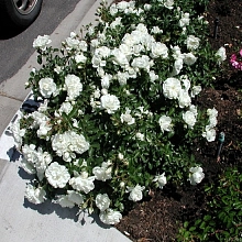 Роза 'Вайт Фейри' (почвопокровная, флорибунда)