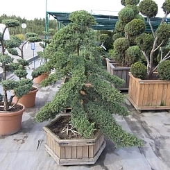 Можжевельник лежачий 'Нана' бонсай