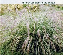 Луговик дернистый (щучка) Луговик дернистый (щучка)