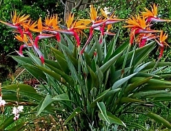 Стрелиция королевская (Strelitzia reginae)