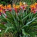 Стрелиция королевская (Strelitzia reginae)