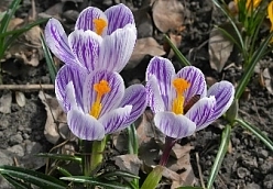 Многолетник Крокус