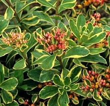 Седум камчатский (Очиток) 'Вариегатум'