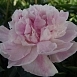 Пион молочноцветковый 'Сиинг Блю' (розовыйс фиолетовым) Пион молочноцветковый 'Сиинг Блю' (розовыйс фиолетовым)