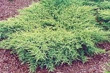 Можжевельник пфитцериана 'Пфитцериана Компакта'