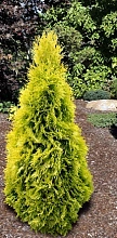 Туя западная 'Мария'