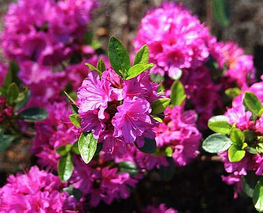 Рододендрон японский (азалия) 'Фумико' (розовый)