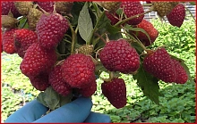 Малина 'Самохвал' ремонтантная