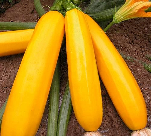 Кабачок 'Желтоплодный'