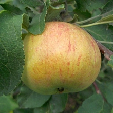 Яблоня домашняя 'Дочь коричного'