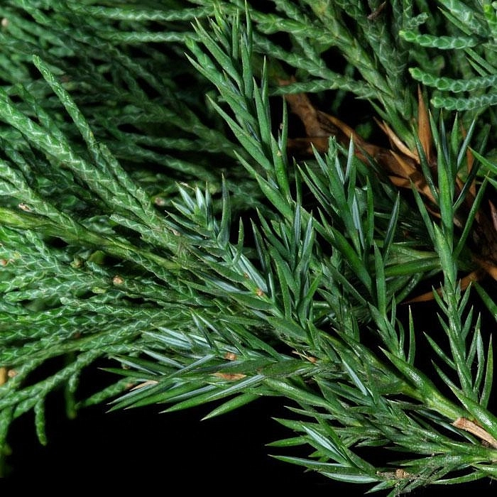 Можжевельник китайский Обелиск (Obelisk) Можжевельник китайский Обелиск (Obelisk)