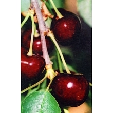 Черешня 'Ленинградская черная'