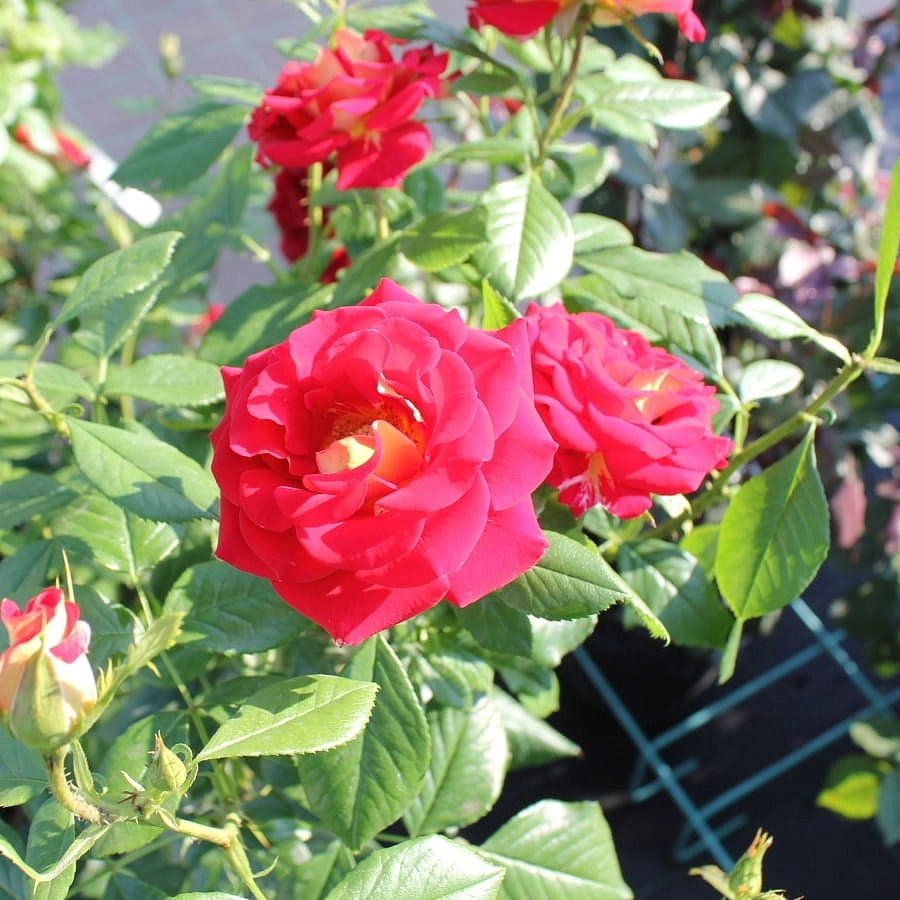 Роза 'Кетчап энд Мастед' (чайно-гибридная) (красная с желтым)