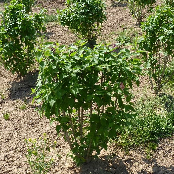 Сирень обыкновенная 'Шарль Жоли' (фиолетовая)