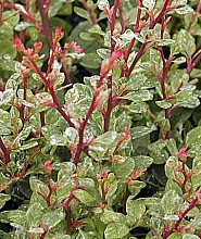 Барбарис Тунберга 'Сильвер Бьюти'