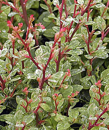 Барбарис Тунберга 'Сильвер Бьюти'