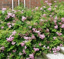 Спирея японская 'Оденсала'