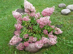 Гортензия метельчатая 'Пинк Леди'