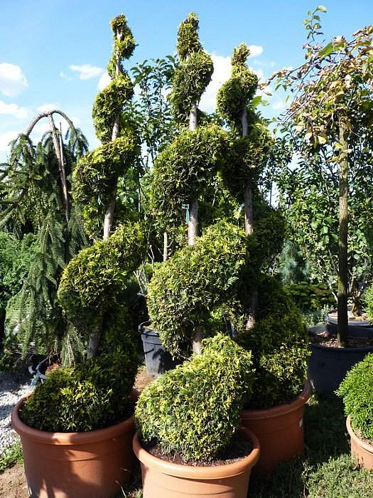 Туя западная 'Еллоу Риббон' спираль