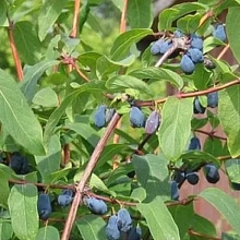 Жимолость съедобная 'Московская 103'