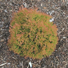 Туя западная 'Фаер Чиф'