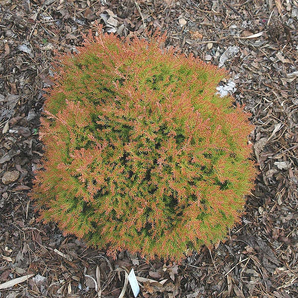 Туя западная 'Фаер Чиф'