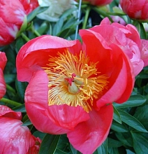 Пион молочноцветковый 'Флэйм' (красный анемоноцветный)