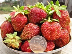 Земляника (клубника) 'Марышка'