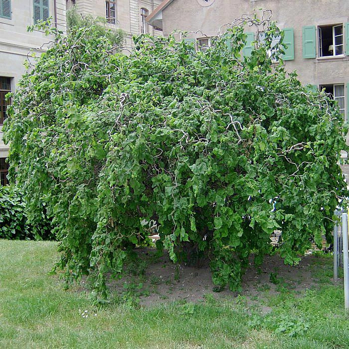 Лещина обыкновенная 'Конторта'