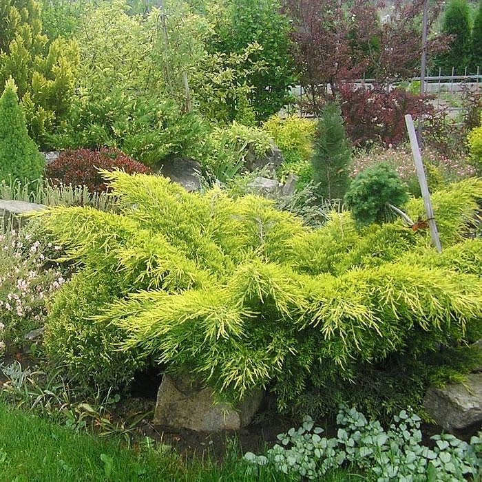 Можжевельник пфитцериана 'Пфитцериана Аурея'