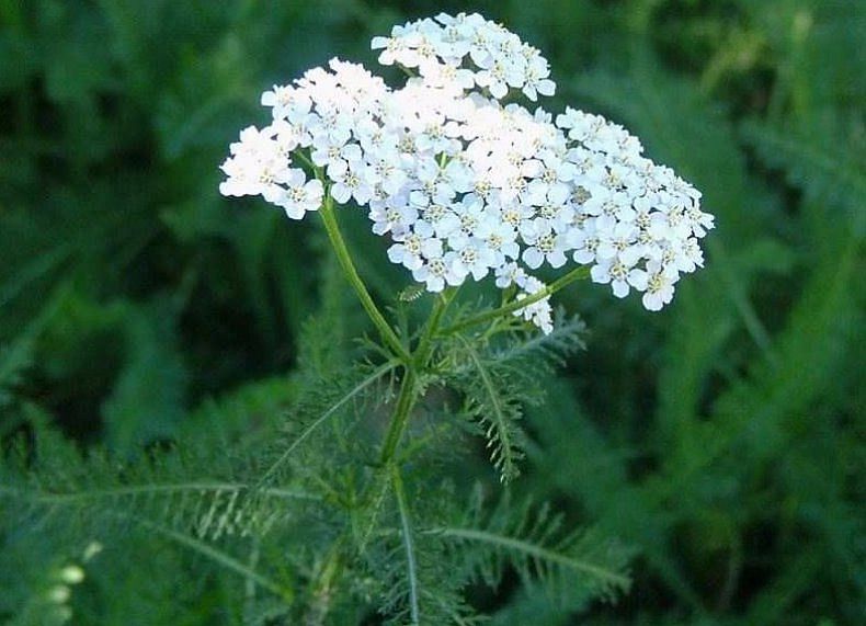 Тысячилистник  обыкновенный 