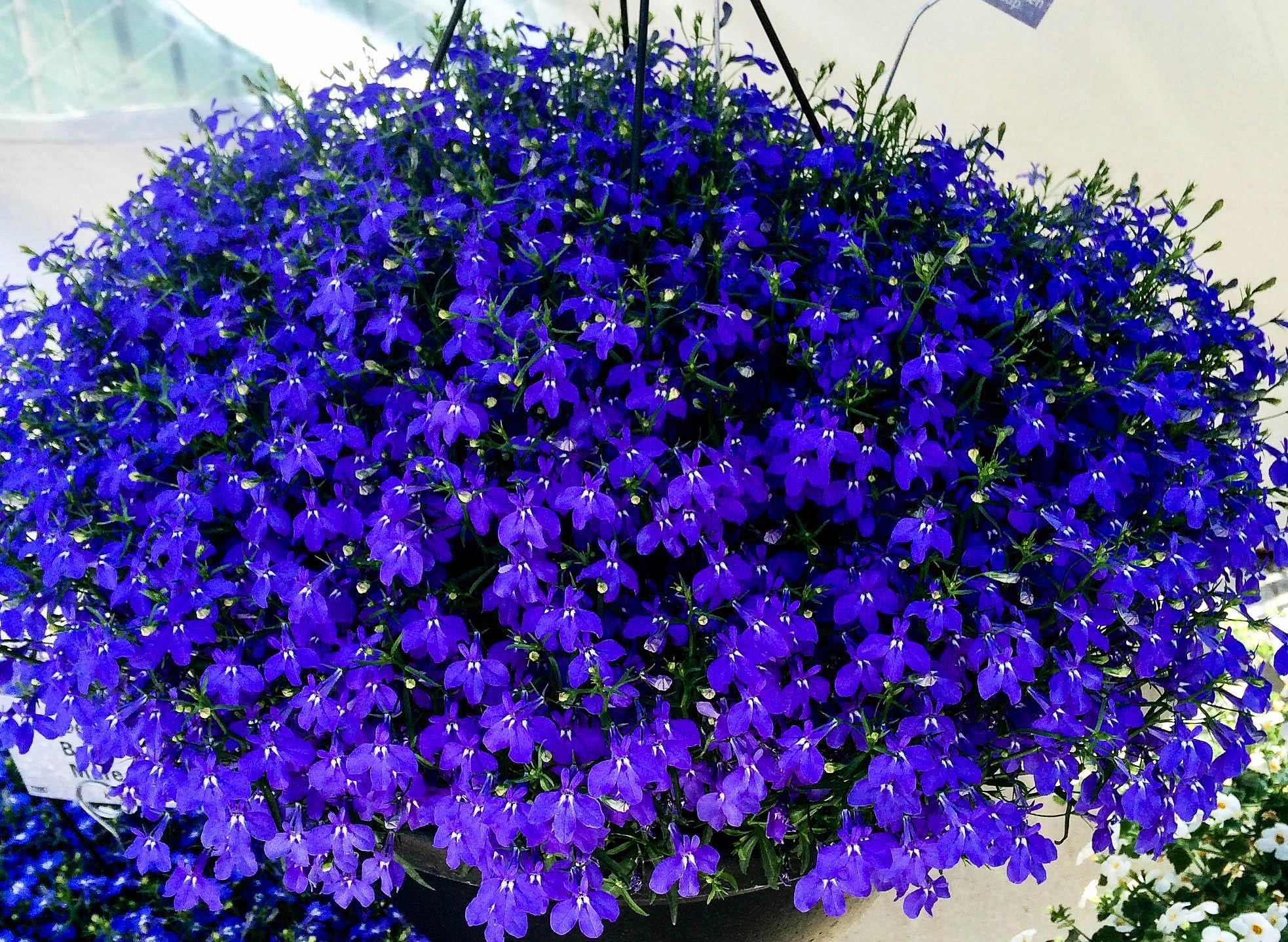 Семена Лобелия